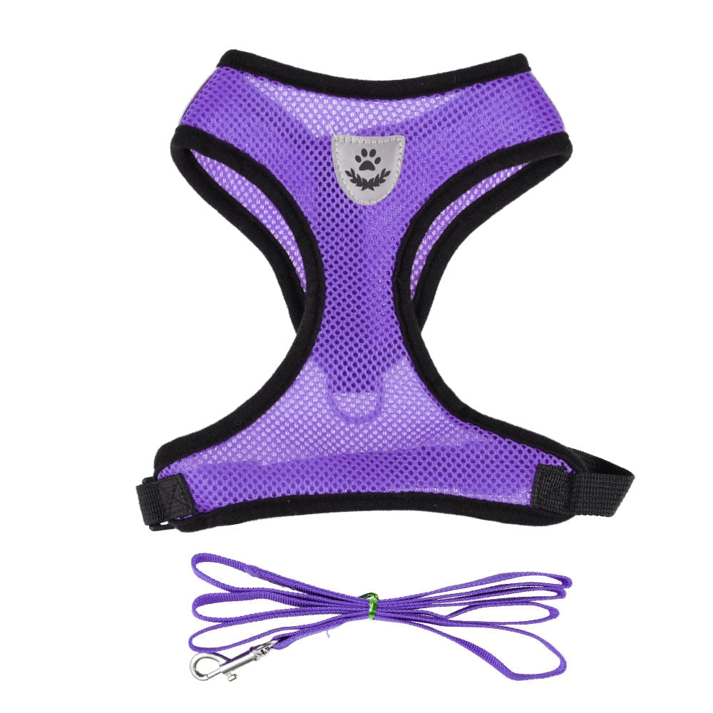 Harnais et sa laisse pour chat