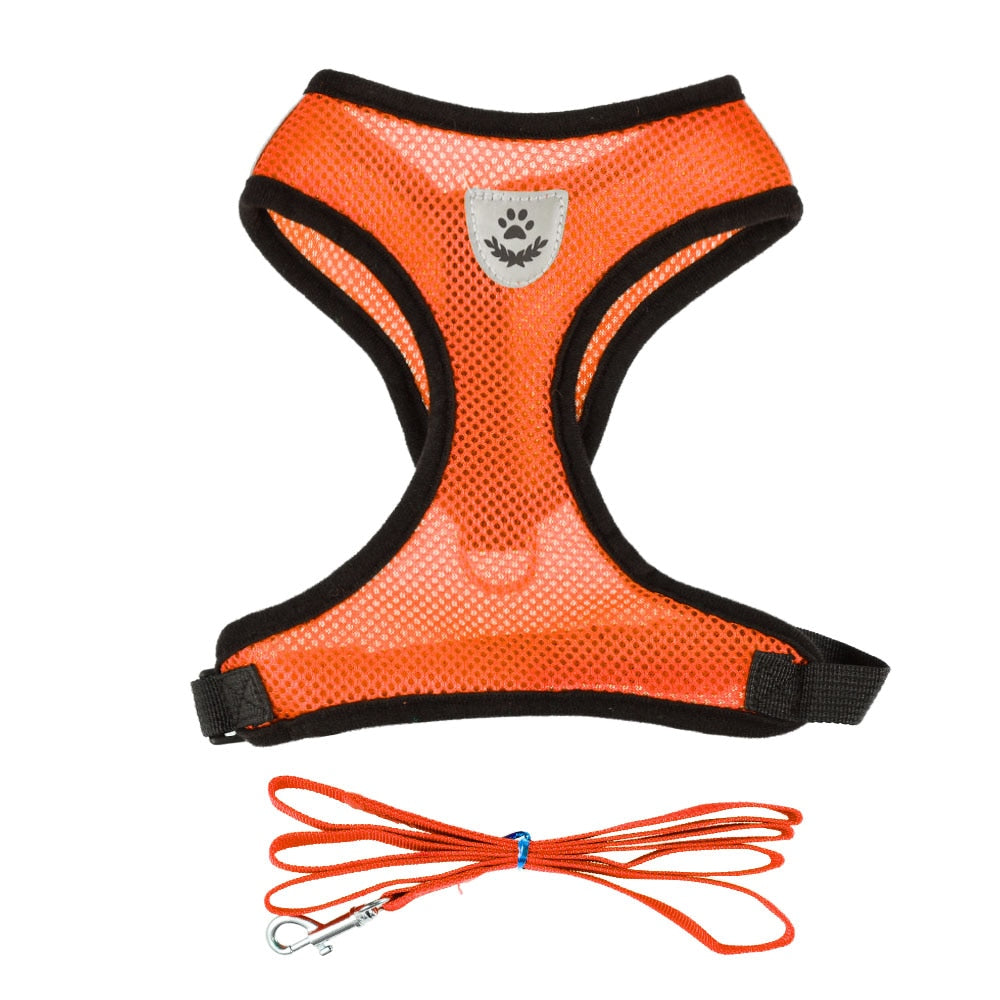 Harnais et sa laisse pour chat