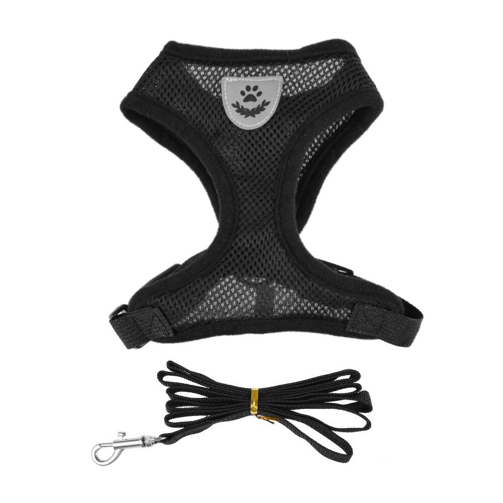 Harnais et sa laisse pour chat