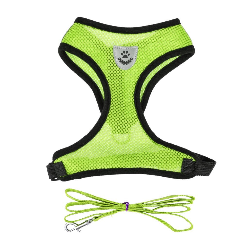 Harnais et sa laisse pour chat