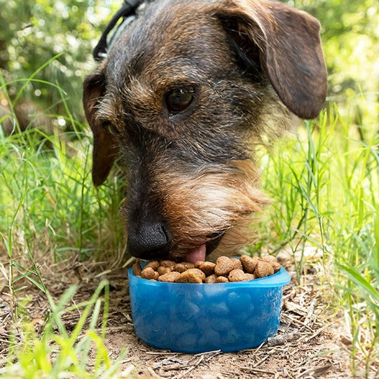 Bouteille avec distributeur d'eau et aliments pour animaux 2 en 1