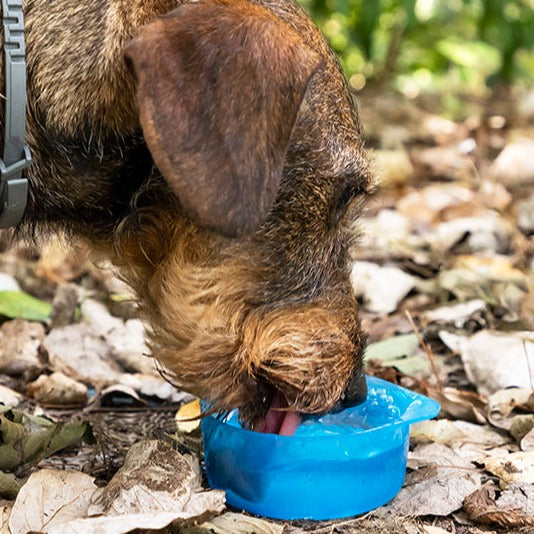 Bouteille avec distributeur d'eau et aliments pour animaux 2 en 1