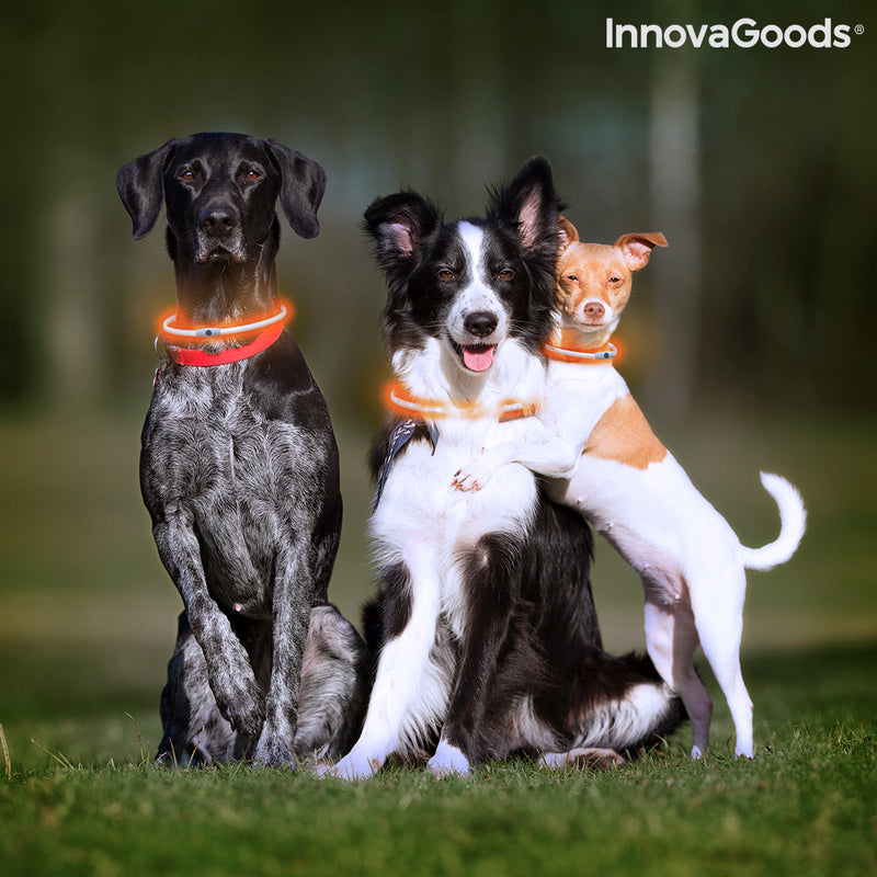 Collier à LED pour Animaux Petlux InnovaGoods