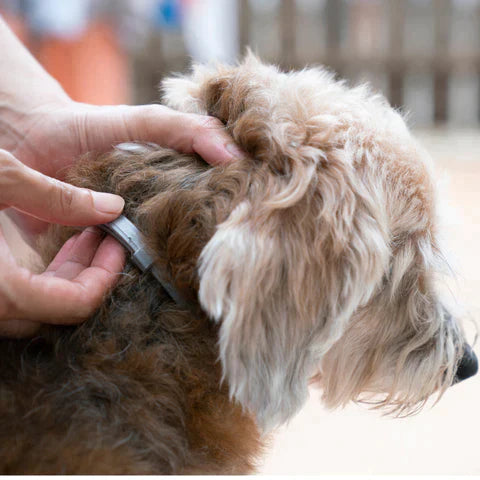 PROTECT : Collier anti-parasites pour chiens et chats